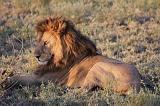 TANZANIA - Serengeti National Park - Leoni Lions - 63